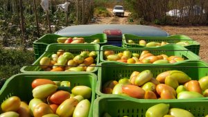 Tomatoes: Harvest in South of Minas Gerais is ending