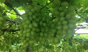 GRAPE/CEPEA: Supply is still low for the white seedless varieties