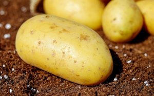 Overview 2019: Potato