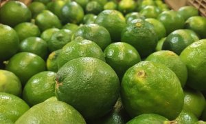 CITROS/CEPEA: Exportações de limão sobem em abril e registram maior volume do ano