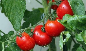 TOMATE/CEPEA: Colheita de inverno começa a aumentar e tomate se desvaloriza