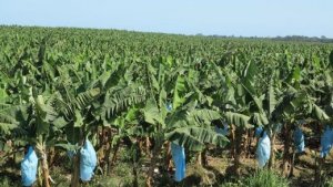 Banana industry earns Geographical Indication