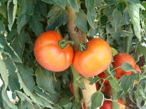 Oferta de tomate