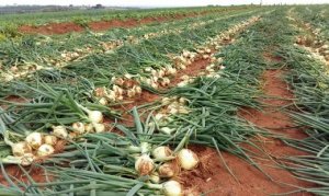Rain interrupted onion harvest in São Paulo state