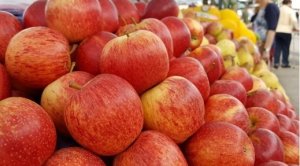 MAÇÃ/CEPEA: Frutas de caroço já incomodam na Ceagesp