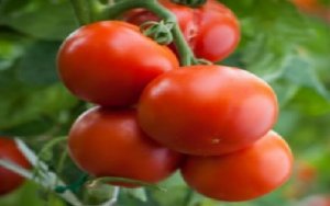 TOMATE/CEPEA:Caixa de tomate por R$ 10,00 no Natal? Entenda!