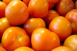 OVERVIEW 2019: Tomato