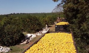 CITROS/CEPEA: Comercialização lenta impede alta nos preços da laranja pera
