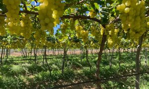 UVA/CEPEA: Concorrência com o Vale afeta viticultores do PR