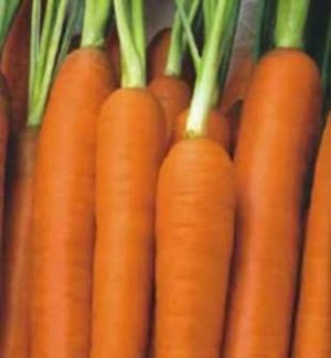 Início de safra de cenoura