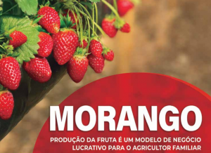 HORTIFRUTI/CEPEA: Sul de Minas se destaca em produção de morango no Brasil
