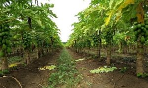 PAPAYA/CEPEA: Heat advances fruit ripening in producing regions