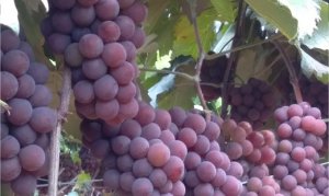 UVA/CEPEA: Consumo de uvas pode beneficiar saúde ocular