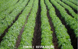 BATATA/CEPEA: Chuva afeta colheita e preços sobem nos atacados