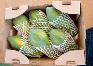 MAMÃO/CEPEA: Fruta alcança recorde no volume mensal exportado