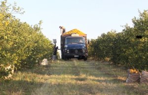 CITROS/CEPEA: Para evitar perdas, produtores aceleram colheita de laranja