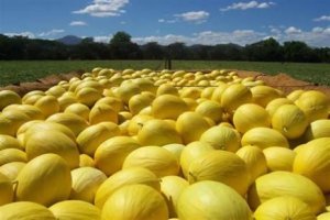 High supply in Europe limits melon exports
