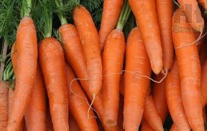 CARROT/CEPEA: High supply press quotes in Minas Gerais state