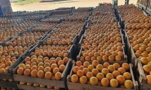 CITROS/CEPEA: Oferta em baixa e demanda firme valorizam laranja in natura