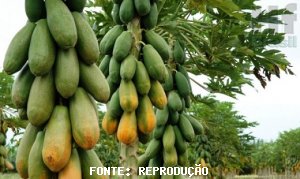 MAMÃO/CEPEA: Frutas maduras afetam mercado do formosa