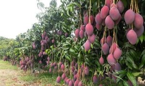 MANGA/CEPEA: Exportações de palmer são limitadas em agosto