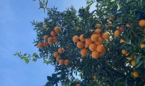 CITROS CEPEA: Fim de mês e clima instável pressionam preços da laranja