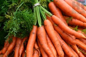 CARROTS/CEPEA: After a record first half, prices drop in winter season