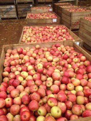 Colheita de maçã se intensifica