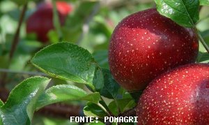 MAÇÃ/CEPEA: Frutas de atmosfera controlada começam a ser vendidas