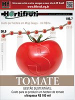 Especial Tomate: Custo para se produzir um hectare de tomate ultrapassa R$ 100 mil